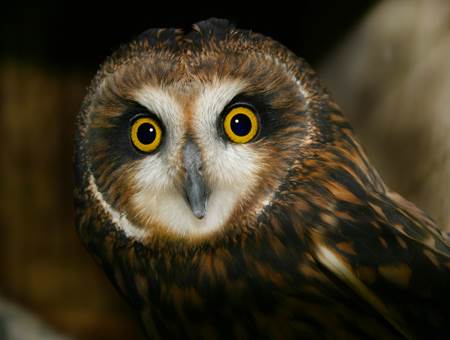 Short earred owl