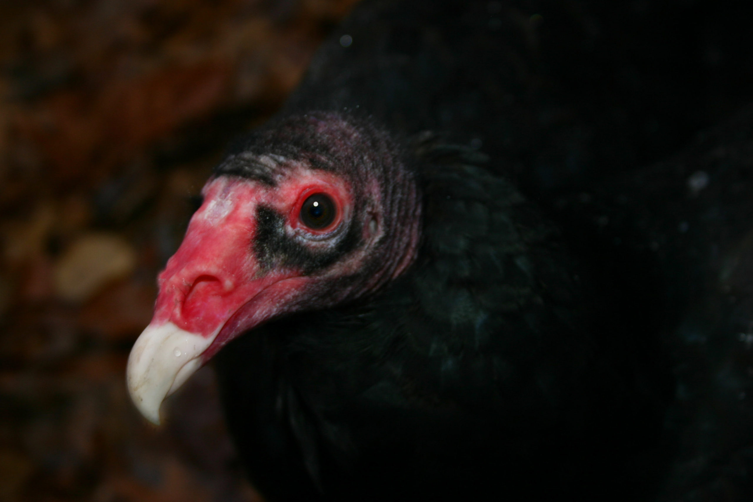 Turkey Vulture head