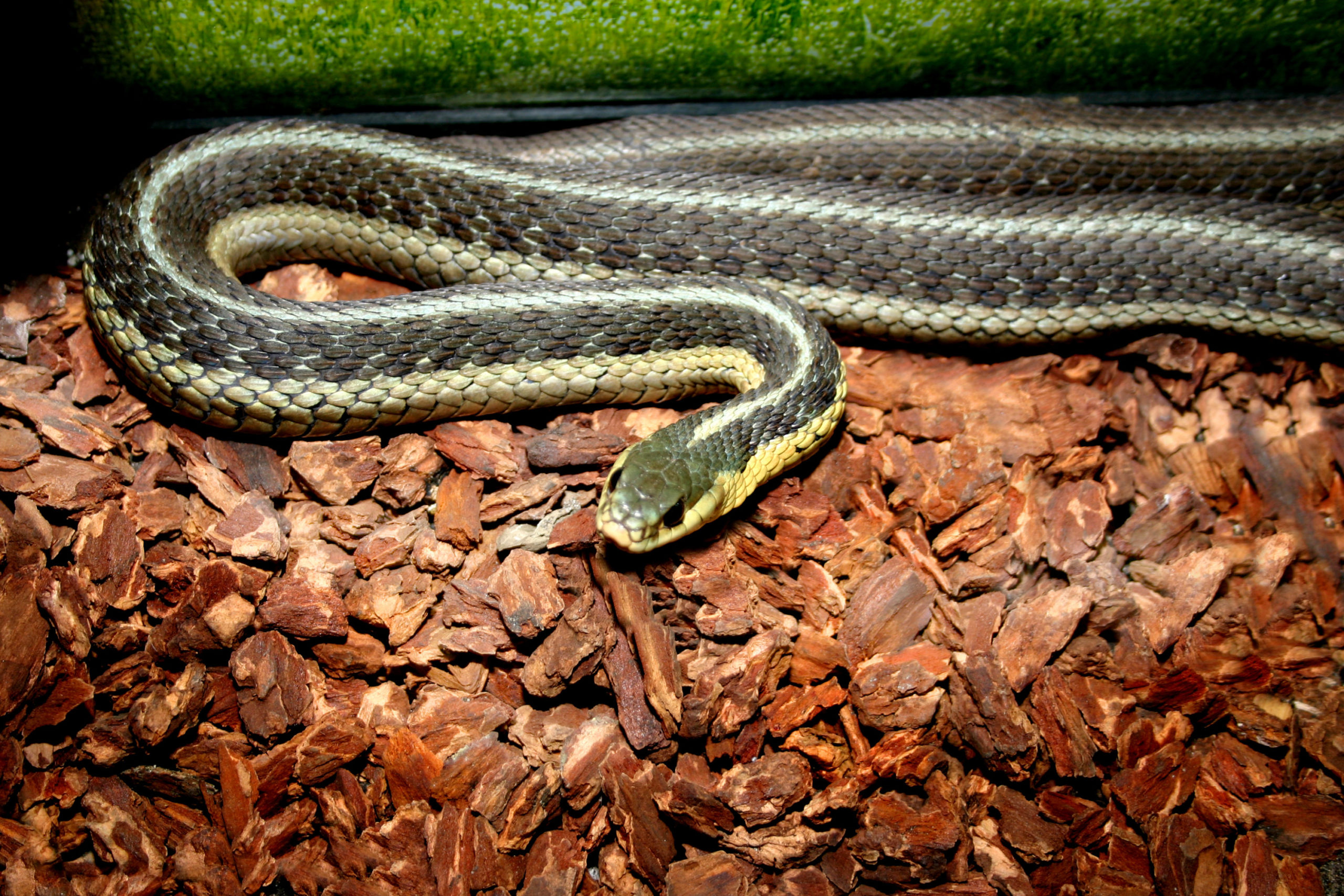 Garter Snake, Wildlife, Wildlife Resident