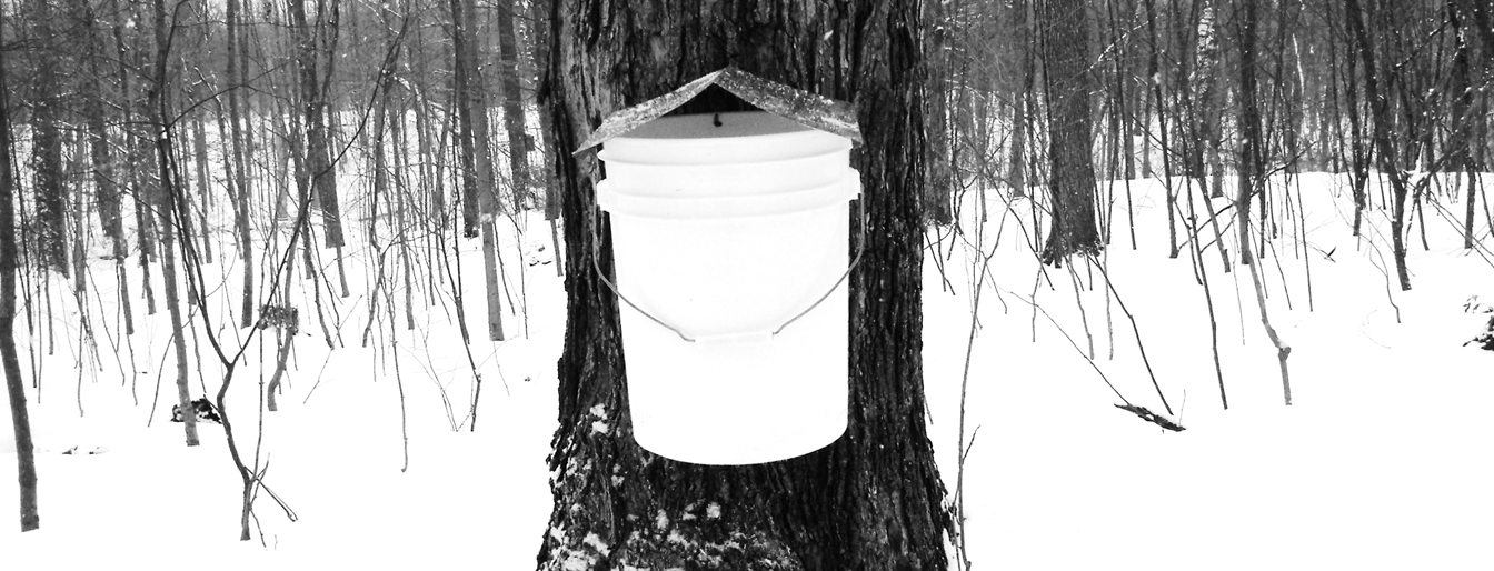 Maple Bucket