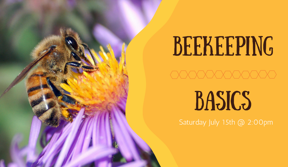 beekeeping basics
