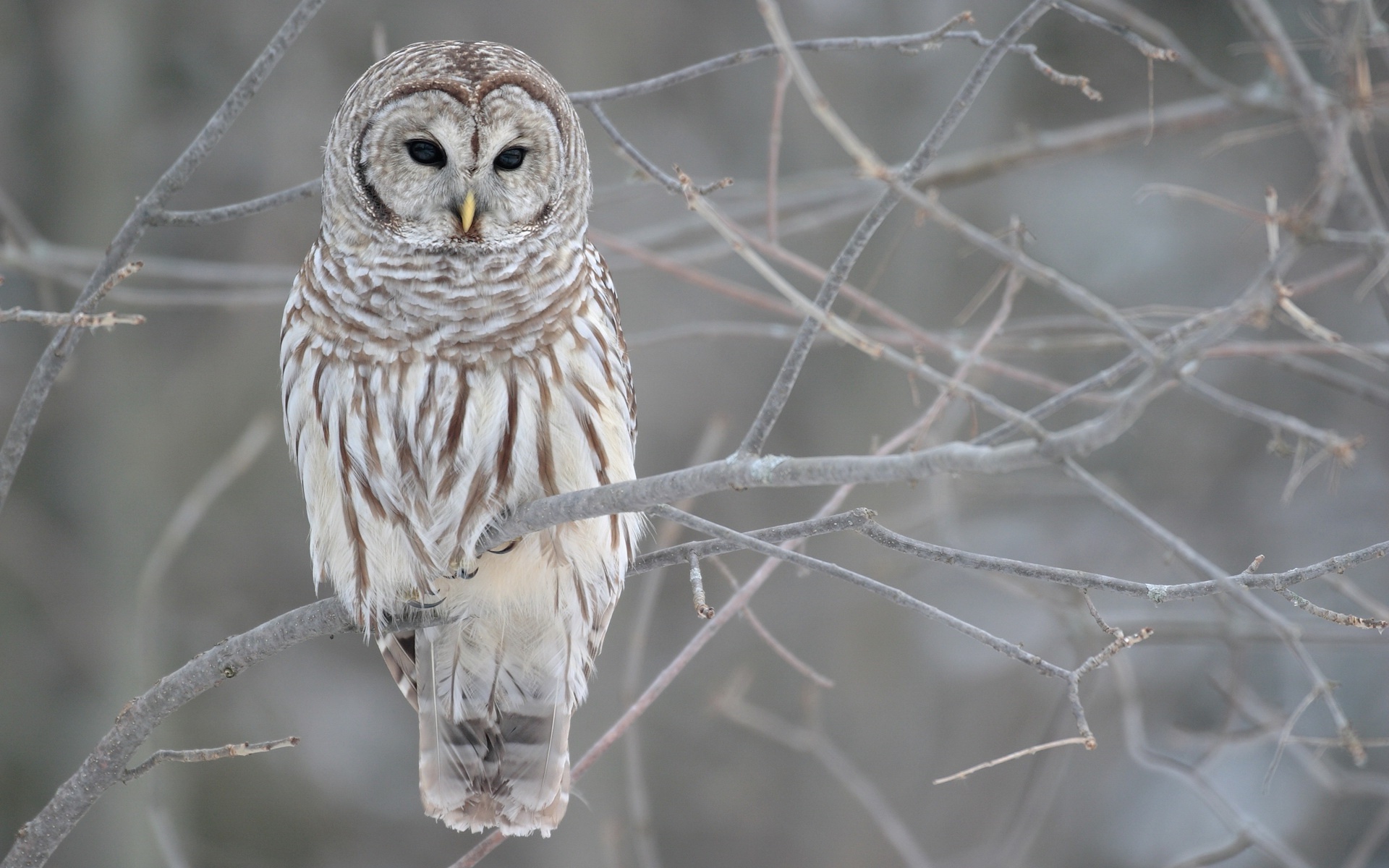 Winter Owl