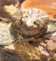 tallulah the toad