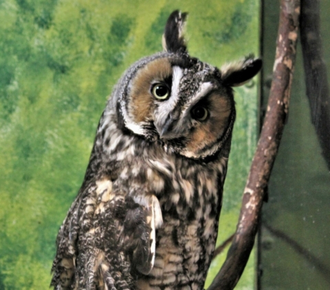 Storytime with the Owls (F) – 11:30am